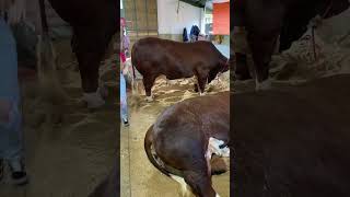 Hereford 1145kg agro brasil bbq steak eating food gaucho [upl. by Alburg]