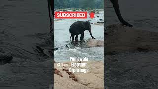 Pinnawala Elephant Orphanage [upl. by Ethbinium]