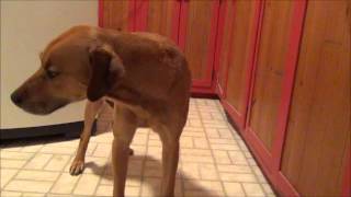 Our Dog Hines Gulping Licking and Bloated Episode [upl. by Dnalon410]