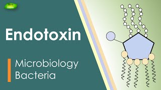 Lipopolysaccharides  LPS  Endotoxin  Bacterial toxin  Inflammation  Basic Science Series [upl. by Raynah]