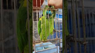 blue fronted amazon بلو فرونتد امازون [upl. by Link352]