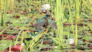 Purple Gallinule Threat Display [upl. by Teddman561]