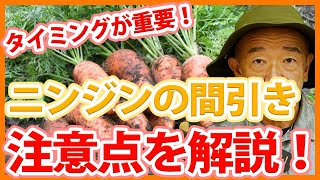 家庭菜園や農園のニンジン栽培で間引きの注意点を解説！重要なタイミングの秘訣とニンジンの育て方！【農家直伝】 [upl. by Lilian]