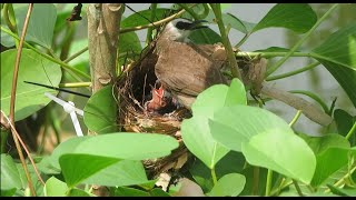 Baby Passerine Bird [upl. by Etyak]