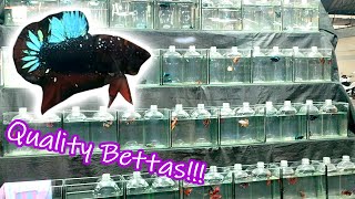 Incredible Avatar Betta HMPKs for Sale at Chatuchak Market  Stunning Colors amp Unique Fin Designs [upl. by Daron]