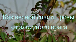 Как весной спасти розы от злостного врага Питомник растений Е Иващенко [upl. by Anora674]