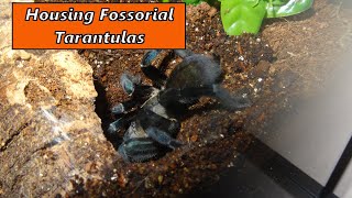 Fossorial Tarantula Enclosures  Simplified [upl. by Aronael428]