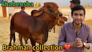 Asa Shock Aj Tak Nh Dekha 😍  Brahman Collection  cow baby  cow mandi  Qurbani 2025 [upl. by Assenahs733]