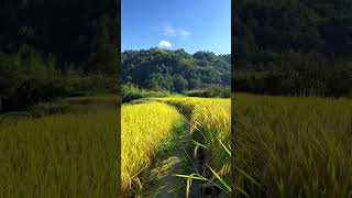 quotThe Most Peaceful Nature Video – Relax and Recharge 🌿quotforyou nature naturefilms naturalbeauty [upl. by Petrina]