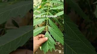 Ailanthus excelsaAralu tree ayurveda viralvideo [upl. by Coad]