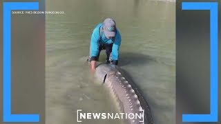 100yearold sturgeon caught in British Columbia  Morning in America [upl. by Erskine]