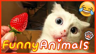 Funny Animals 2024 😂 Best Funny dog amp cat Moments 🐶🐱 120 [upl. by Zahc]