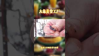 好好的葡萄不吃，偏要剪断挂在藤蔓上，等到冬天冻成冰疙瘩？冰葡萄 冰葡萄汁 果汁 饮料 长白山 [upl. by Clerissa516]