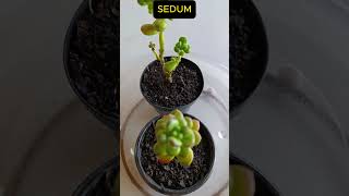 SEDUM LUCIDUM OBESUM Shorts 1587 plants succulents plantas [upl. by Arianna]