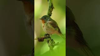 Eastern Bluebird Song 💙 Joy amp Happiness [upl. by Ennylcaj]