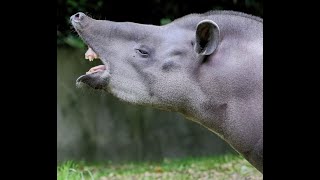 Tapir Trumpet Aggressive [upl. by Rosamond]