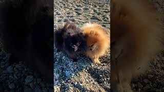 Volpino di Pomeranian at the beach ボルピーノ ディ ポメラニアン [upl. by Nykal]