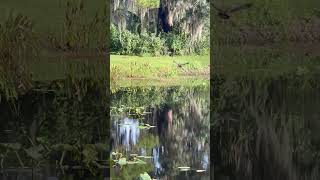 Limpkin birds wildlife animals birdwatching twitcherlife birdwatchinglife nature birdwatch [upl. by Ordnaxela]