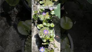 Water lily 9188029238 waterplants flowers gardening malayalam [upl. by Yoshio]