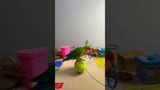 Bird Training  Smart lovebird Parrot  Smart Little Cute Parrot training smartparrot cute [upl. by Ardekan]