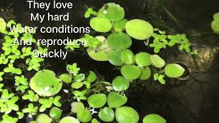 Growing Amazon Frogbit And how it’s doing for me 3months later [upl. by Imas]