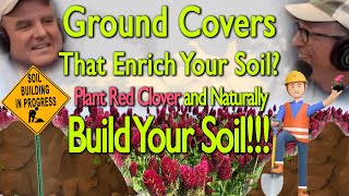 Ground Covers That Enrich Your Soil  Plant Red Clover and Naturally Build Your Soil [upl. by Assenav]