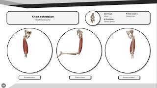 Knee extension [upl. by Mayer]