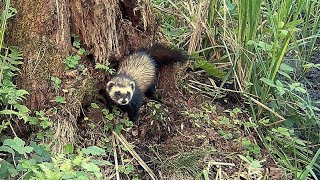 TCHÓRZ ZWYCZAJNY  dziki tchórz w naturze  der Iltis  DER ILTIS  europäische iltis [upl. by Paza]