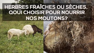 Voici lImportance des Herbes Fraîches et Sèches chez nos Moutons [upl. by Armilda]