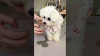 My little dog can dress itself  asmr trending doglover trending cute cutedog [upl. by Cnut]