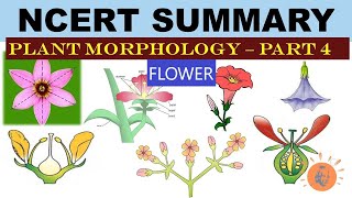 Plant Morphology  NCERT 4  Flower  Types of Flower  Dr Ghanshyam Jangid [upl. by Bard]