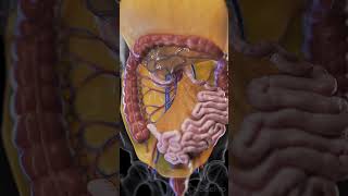 Discover the Mesentery The Unsung Hero of the Digestive System anatomy animation [upl. by Miarfe]