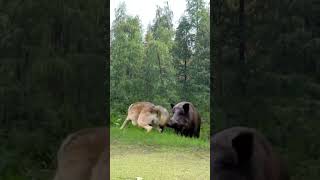 Wolves and wild boars fight wild animals at close range confusing animal behavior [upl. by Slrahc]