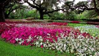 Among the CaladiumsBrookgreen Gardens [upl. by Marela]