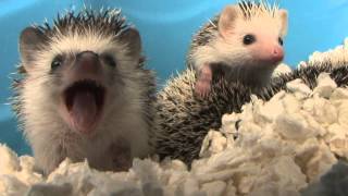 Baby Hedgehog Yawns HD Original [upl. by Aohsoj]