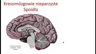 Kresomózgowie nieparzyste i istota biała półkul wstęp [upl. by Ayaros]