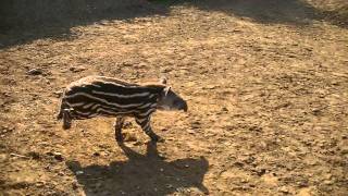 Baby Tapir letting off steam [upl. by Anilatsyrc]