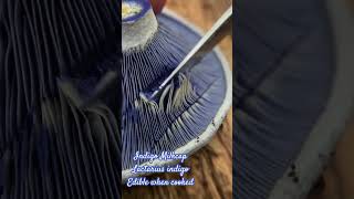 Blue Mushroom ASMR Indigo Milkcap Lactarius indigo in North Carolina [upl. by Davenport]