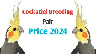 Cockatiel Breeding Pair Price 2024  Cockatiel Lifespan  Diet Review [upl. by Enawyd223]