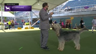 Otterhounds  Breed Judging 2023 [upl. by Fallon]