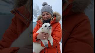 Met a very cute baby seal cuteanimal arcticanimal seal [upl. by Solenne]