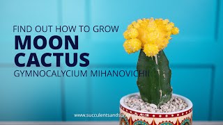 Learn how to properly care for Gymnocalycium mihanovichii quotMoon Cactusquot [upl. by Yerrot]