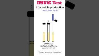 IMViC Test Indole production test microbiology bacteria [upl. by Yaned]