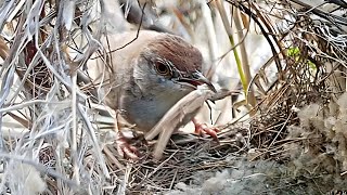 Tailor bird took huge and enormous grasshopper for babies BirdPlusNest [upl. by Freeborn]