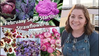 Late February Seed Starting Flowers and Veggies Strawflower Ageratum Coreopsis Broccoli Caulif [upl. by Drarrej]