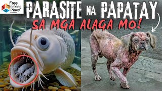 PARASITIKO SA DILA NG ISDA Galising Aso ano ang dahilan [upl. by Ielerol755]