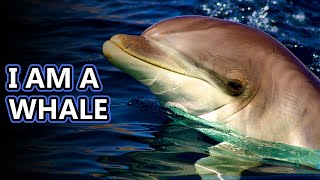 Dolphin facts is a porpoise a dolphin  Animal Fact Files [upl. by Sells]