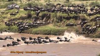 The Great Migration  on safari in Tanzanias Serengeti with Africa Odyssey  The Great Migration [upl. by Mayne804]