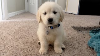 I GOT A PUPPY  Cooper the 8 week old Golden Retriever [upl. by Nikolas]