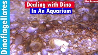 Dinoflagellates in you Saltwater Reef Tank  How to kill dino in your aquarium [upl. by Nezah]